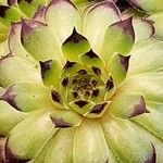 Sempervivum grandiflorum Hábito