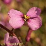 Moricandia moricandioides Blüte