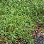 Cyperus aromaticus Folio