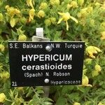 Hypericum cerastoides Ffrwyth