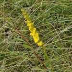 Solidago uliginosa Blodyn