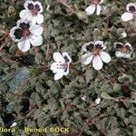 Erodium cheilanthifolium Hábito