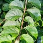 Banisteriopsis muricata List