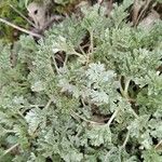 Artemisia vallesiaca Folha