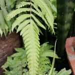 Pteris fauriei Листок