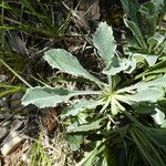 Globularia vulgaris Likasa
