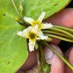 Nymphoides brevipedicellata Květ