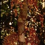 Ficus hurlimannii Fruto