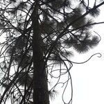 Pinus coulteri 整株植物