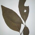 Rauvolfia paraensis Лист