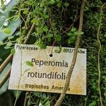 Peperomia rotundifolia Muu