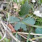 Rubus sulcatus Feuille