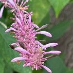 Odontonema callistachyum Flower