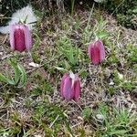 Fritillaria tubaeformis Õis