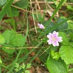 Claytonia sibiricaFlower