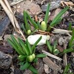 Muscari armeniacum Feuille