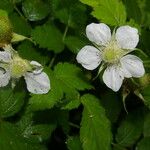 Rubus rosifolius Habitus