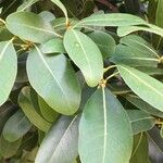 Pittosporum viridiflorum Fulla