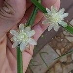 Rhipsalis grandiflora Flower