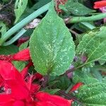 Salvia splendens Листок