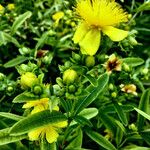 Hypericum kalmianum Fruto