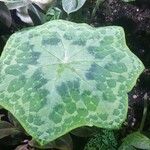 Podophyllum cv. 'Kaleidoscope' Leaf