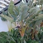 Strelitzia nicolai Φύλλο