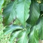 Combretum kraussii Leaf