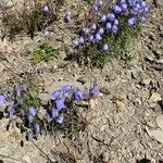 Campanula cochleariifoliaVirág