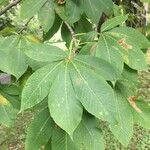 Aesculus flava Blatt