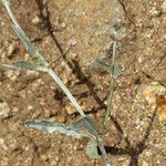 Eriogonum angulosum Staniste