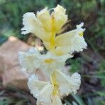 Orobanche crenata फूल