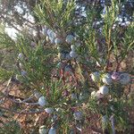 Juniperus deppeana Habit