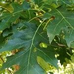 Quercus coccinea পাতা