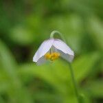 Meconopsis polygonoides