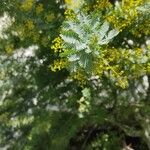 Acacia baileyana Fruit