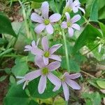 Oxalis latifoliaFlower