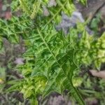 Acanthus montanus Leaf