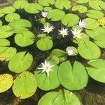 Nymphaea ampla 整株植物