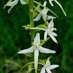 Platanthera bifolia Flors