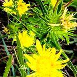 Grindelia lanceolata Λουλούδι