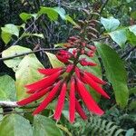 Erythrina amazonica Květ