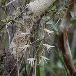 Dendrobium fractiflexum Casca
