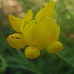 Lotus campylocladus