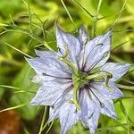 Nigella damascenaÇiçek