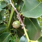 Diospyros maritima Fruto