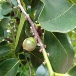 Diospyros maritima Fruit