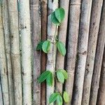 Mansoa alliacea Leaf