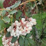 Sorbus cashmiriana