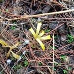 Sternbergia colchicifloraFlower